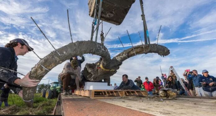 In the middle of a Michigan farmers' field, the woolly mammoth's fossil was found