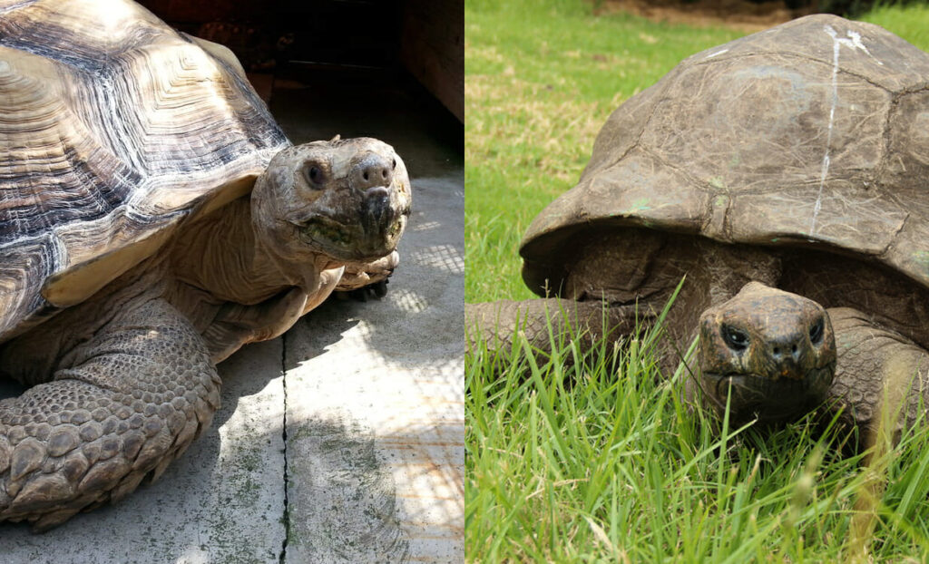 Jonathan, the oldest tortoise and living mammal, celebrates its 190th ...