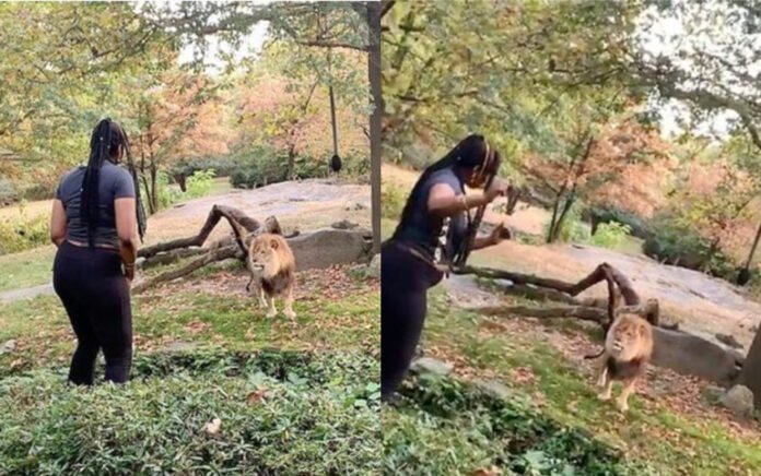 Woman inexplicably jumps zoo fence to rise close with African lion