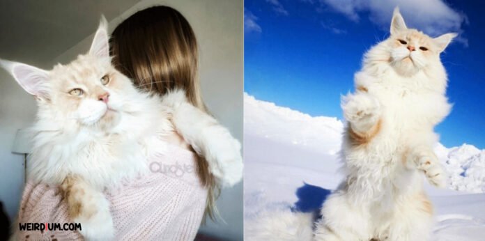 The Lady From Sweden Alongside Her Very Own Domestic Giant Cat