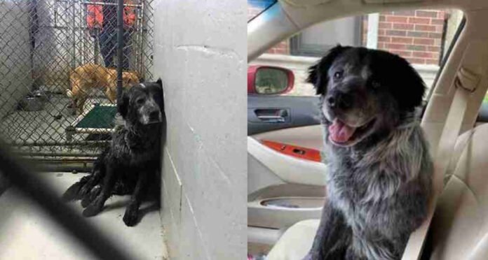 5 ‘Broken’ dog can’t prevent smiling while he realizes he’s ultimately secure