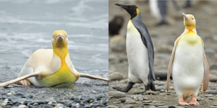 Adams took this beautiful picture of a yellow penguin in the Antarctic.