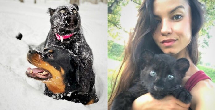 Untitled-1 A Young Panther That Its Mother Had Abandoned Raises Itself Alongside A Human And A Rottweiler