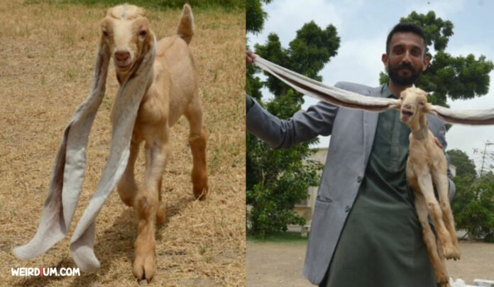 Baby goat with 22-inch ears.