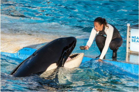 Lolita the Orca 1