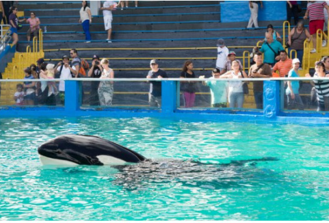 After 53 years in captivity, Lolita the orca will finally return to her ...