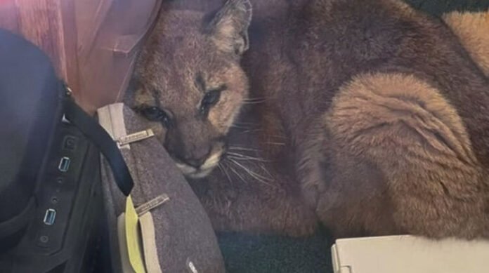 Mountain Lion Finds Unexpected Refuge in California High School Classroom 1 Mountain Lion Finds Unexpected Refuge in California High School Classroom