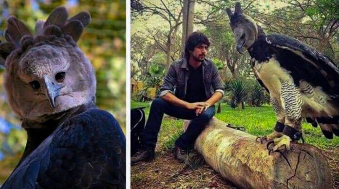 The Majestic Harpy Eagle A Bird that Resembles a Costumed Human 1 The Majestic Harpy Eagle: A Bird that Resembles a Costumed Human.