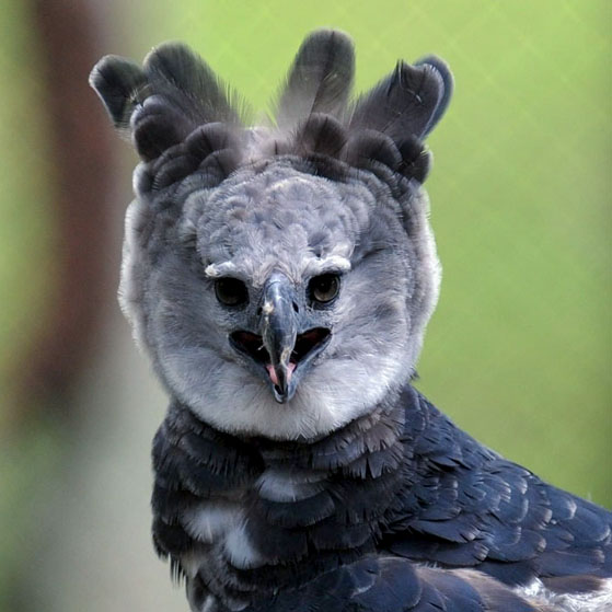 The Majestic Harpy Eagle: A Bird that Resembles a Costumed Human