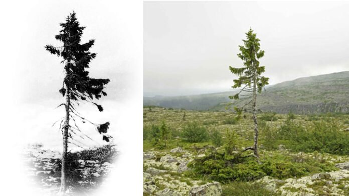 9,500-Year-Old Tree Found in Sweden Is The World’s Oldest Tree 7 9,500-Year-Old Tree Found in Sweden Is The World’s Oldest Tree.