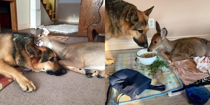 Amazing Tale German Shepherd Sarge Acts as a Mother to Fawn Who Miraculously Escapes Amazing Tale German Shepherd Sarge Acts as a Mother to Fawn Who Miraculously Escapes