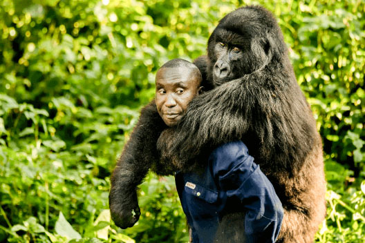 Gorilla and Park Ranger Share a Heartfelt Hug in Gratitude