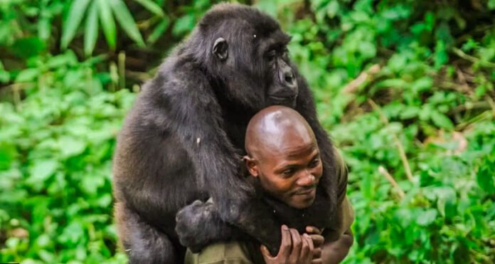Gorilla and Park Ranger Share a Heartfelt Hug in Gratitude 5 Gorilla and Park Ranger Share a Heartfelt Hug in Gratitude