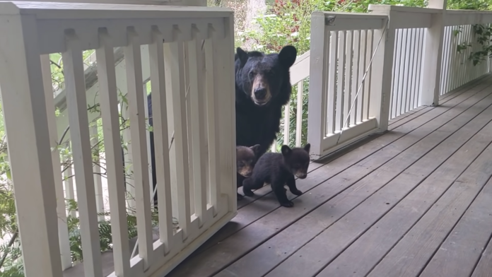 Screenshot (79) Unlikely Companions: Bear and Man Forge Unbreakable Bond, Cubs in Tow