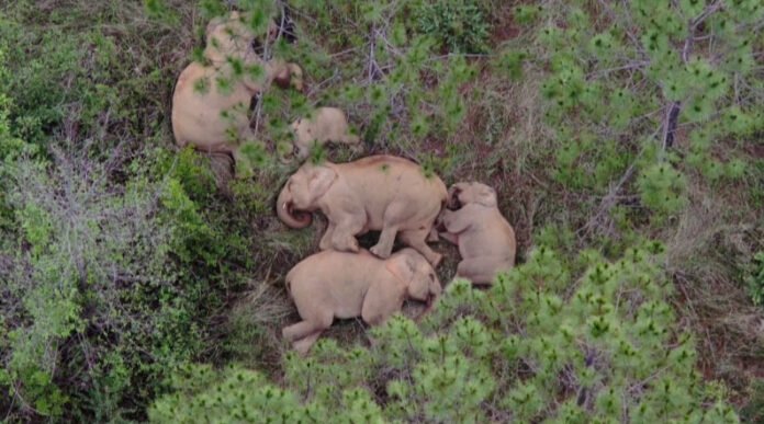 The Atypical Journey of an Elephant Herd Questions the Animal Conservation Practices of China 11 The Atypical Journey of an Elephant Herd Questions the Animal Conservation Practices of China