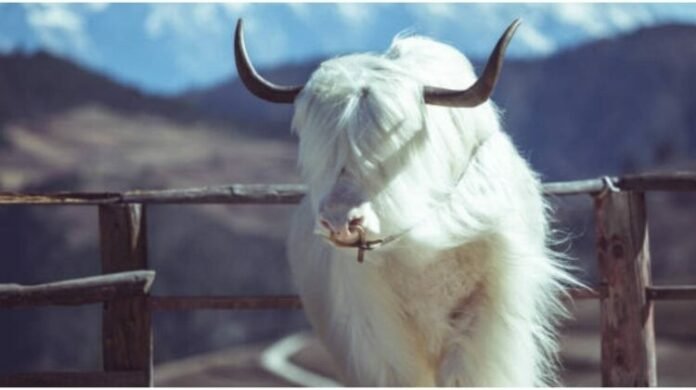 download-42-750x420 Ethereal Majesty: Unveiling the Enigmatic Beauty of the Tibetan White Yak