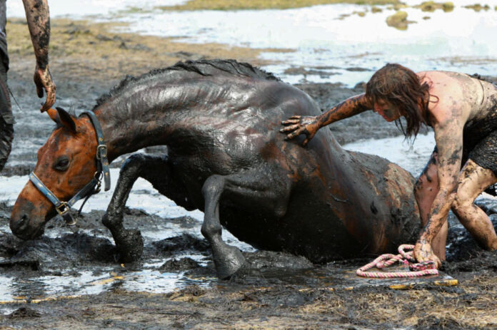 A Horse Rescued from Thick Mud at a Beach in Australia Where Tide Was Raising