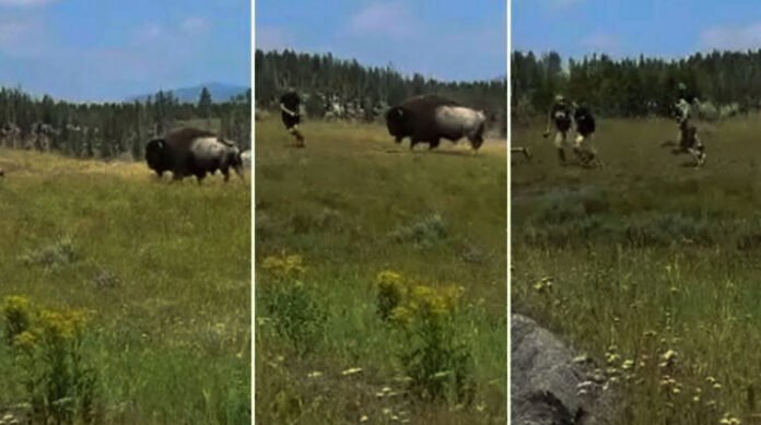 A Bison from Yellowstone National Park Threatens a Group of Visitors Who Was Getting Dangerously Close to it