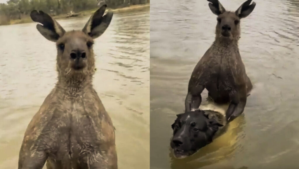 A Man Saves His Dog from a Dangerous Kangaroo Attack