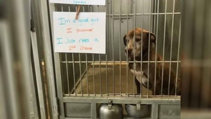 Then everything changed. She grew up in a shelter, waiting to be adopted by a family. II Then everything changed. She grew up in a shelter, waiting to be adopted by a family.